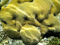  PRAIN CORALSHARM el SHAIKH  